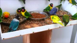 Masked lovebirds Agapornis personatus feeding  again [upl. by Yenittirb]