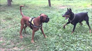 Boxer amp Doberman  The real tango full version [upl. by Hafeenah290]