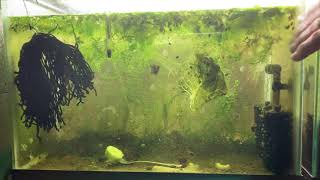 Scuds Daphnia Cherry Shrimp Copepods My aquatic food culture [upl. by Yednarb]