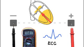 ECGs  How they work [upl. by Irfan]