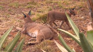 Meet the Caracals [upl. by Harod]