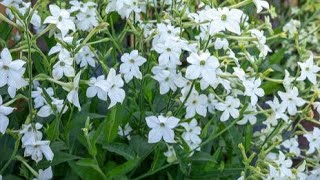 How To Grow Nicotiana [upl. by Linkoski]