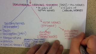 Nervous System Overview [upl. by Halley]