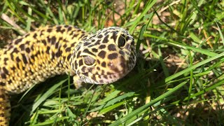 Leopard gecko in the “wild” [upl. by Lisk408]