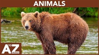 A to Z of Animals  ABC of Animals  Animals starting with [upl. by Allimrac]