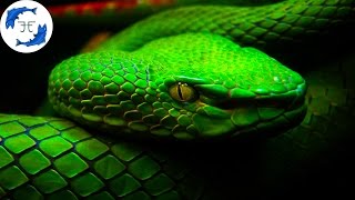 15 Most Venomous Animals on Earth [upl. by Harrak]