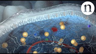 Innate lymphoid cells [upl. by Bard]