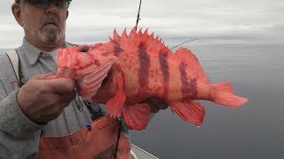 Coos Bay OR Rockfish amp Lingcod Fishing [upl. by Onaicul]