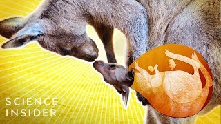 What’s Inside A Kangaroo’s Pouch [upl. by Ailices]