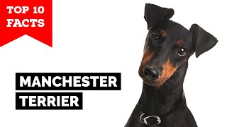 Manchester Terrier  Top 10 Facts [upl. by Khai453]