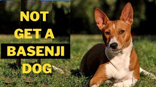 Why you Should Not Get a Basenji Dog 5 Reasons [upl. by Bollinger843]