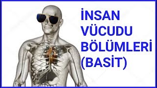 İNSAN VÜCUDU BÖLÜMLERİ  LATİNCE  EN SADE HALİ [upl. by Aifos]