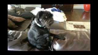 Buddy the Brussels Griffon  What a Great Dog [upl. by Bundy587]