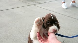 Cutest Springer Spaniel Puppy  Champ [upl. by Mercier74]