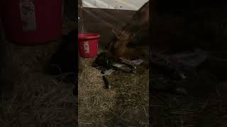 Mare Horse Foaling Giving Birth [upl. by Krefetz516]