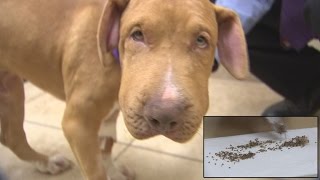 Puppy Survives Being Stung By Over 400 Bees [upl. by Enyedy]