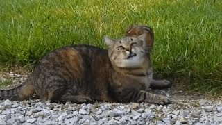 Chipmunk Stands Up Against Cat  Alvin Gets Away [upl. by Isleen]