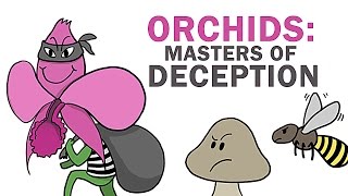 Orchids The Masters Of Lying Cheating amp Stealing [upl. by Peggy842]