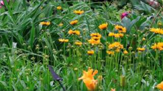 Coreopsis  DeerResistant Perennial [upl. by Barbur]