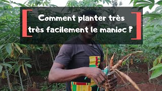 Comment planter très facilement le manioc [upl. by Mcgee46]