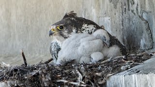 Gyrfalcon  Largest Falcon in the World  Unexpected Find in Alaska [upl. by Loveridge]