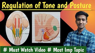 Regulation of tone and posture Decerebrate rigidity Righting reflexPhysiologyin hindiAshish [upl. by Chandless]