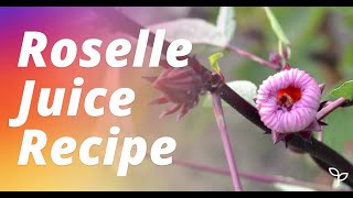 Roselle Juice Recipe amp Jam From Fresh RoselleHibiscus Flowers [upl. by Bordy]