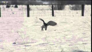 A Gyrfalcon hunting in the snow catches a small rodent [upl. by Lilah]