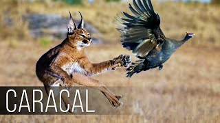 CARACAL is a CATJUMPER a Bird Hunter Caracal vs Jackals and Birds [upl. by Doss]