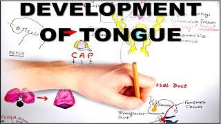 Development of Tongue  Embryology video [upl. by Adnuhsor255]