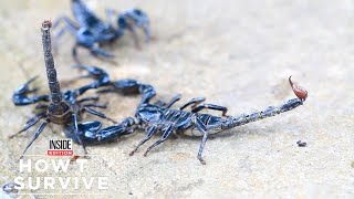 How to Survive a Scorpion Sting [upl. by Ativoj]