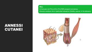 LA PELLE EPIDERMIDE DERMA e IPODERMA [upl. by Crista]