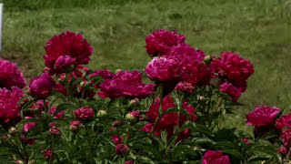 Prairie Yard amp Garden Peonies [upl. by Pierre]