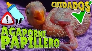 AGAPORNIS PAPILLERO🐣Cuidados y Alimentación👀Que come un Pajarito BEBE [upl. by Okoyik]