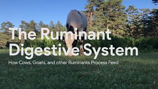 Ruminant Digestion [upl. by Akinimod]