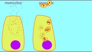 AP1 MEROCRINE APOCRINE amp HOLOCRINE GLANDS [upl. by Brennen]