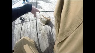 STUNG BY A STINGRAY INSANE FOOTAGE [upl. by Pond998]