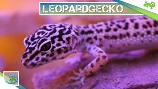 Der Leopardgecko  Tier Wissen [upl. by Trici]