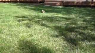 CUTEST Mini Dachshund Puppy  Finn Running in the Backyard [upl. by Stig]