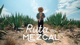 Ruta del MEZCAL en San Luis Potosí 🇲🇽🪅 [upl. by Iba]