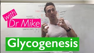 Glycogenesis amp Glycogenolysis [upl. by Ayikaz]