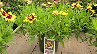 Coreopsis Super Star  LARGEST Flowers BRIGHT COLORFUL Native Easy to Grow Variety✔ [upl. by Farrand]