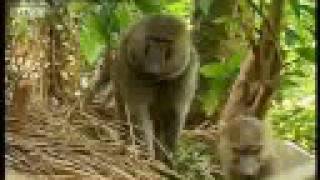 Baboons vs chimpanzees  BBC wildlife [upl. by Einhapets]