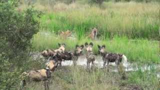 African Safari Hyenas vs Wild Dogs [upl. by Orlene]