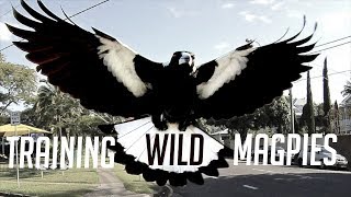 Training Australias Dangerous Magpies [upl. by Atiuqam]