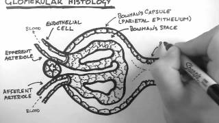 Renal Anatomy 3  Glomerular Histology [upl. by Freberg]