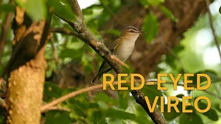 Redeyed Vireo [upl. by Anerahs212]