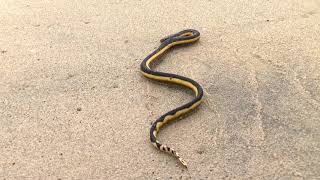 Serpiente marina venenosa en playas de Pie de la Cuesta [upl. by Fi]