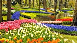 Keukenhof Gardens and Tulip Fields Tour from Amsterdam [upl. by Anoed]