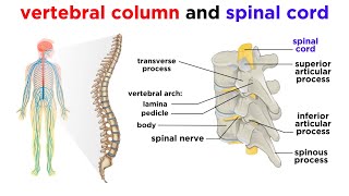 The Central Nervous System The Brain and Spinal Cord [upl. by Aciram]